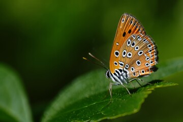 Obraz premium Orange-tip Butterfly Resting on a Green Leaf - Close-Up