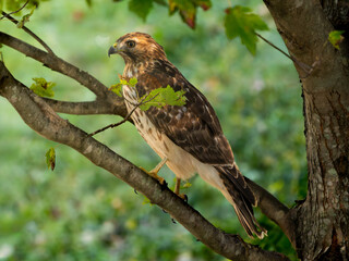 Red-shouldered Hawk Environmental Close Up Portrait