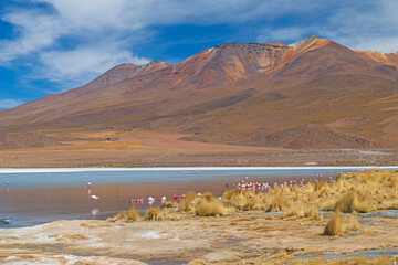 Flamingos Feeding in a Saline Altiplano Lake