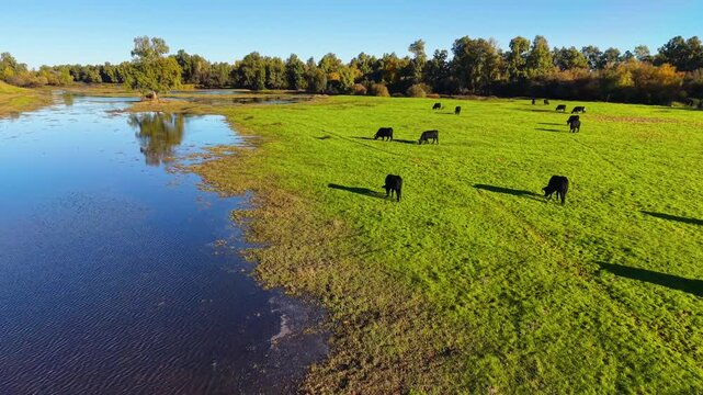 Toma a&eacute;rea de r&iacute;o y prado verde con vacas negras pastando, vista de dron