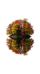 Vibrant autumn trees reflected in still water on a white background