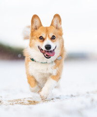 Happy Corgi Dog Running and Splashing on the Beach