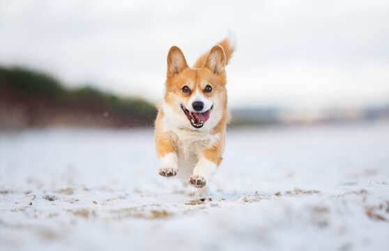 Happy Corgi Dog Running and Splashing on the Beach