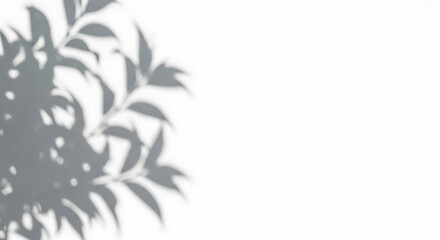 Fototapeta premium Abstract Shadow of Plant Leaves on White Surface for Nature-Inspired Design Background
