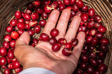 organic raw coffee beans