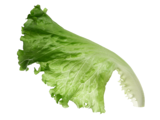 Lettuce salad leaf flying isolated on white background, clipping path