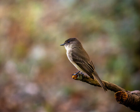 Eastern Phoebe Portrait 