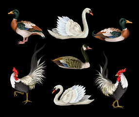 Roosters, swan and duck isolated. Vector.