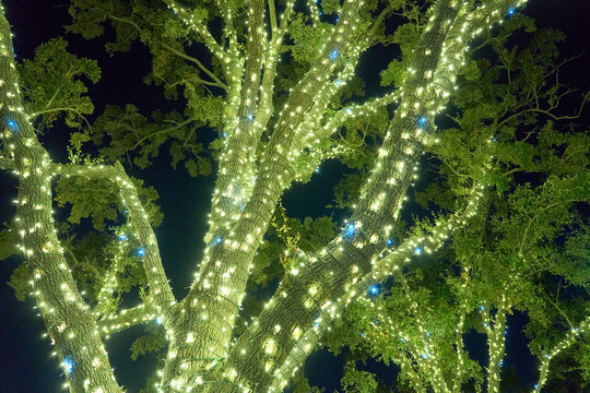 Thousands of warm white fairy lights wrap around textured bark and limbs. The festive outdoor scene shines vividly at night. - Powered by Adobe