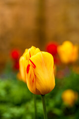 Vibrant Yellow and Red Tulip in Full Bloom Standing Tall Against a Soft Blurred Garden Background on a Warm Spring Day