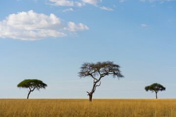 Naklejka premium Three Acacia Trees on the African Savanna