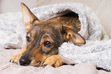 Cozy pet relaxing under a blanket indoors during winter, promoting comfort and care