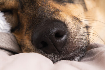 Peaceful dog sleeping comfortably on plaid blanket during cold winter afternoon