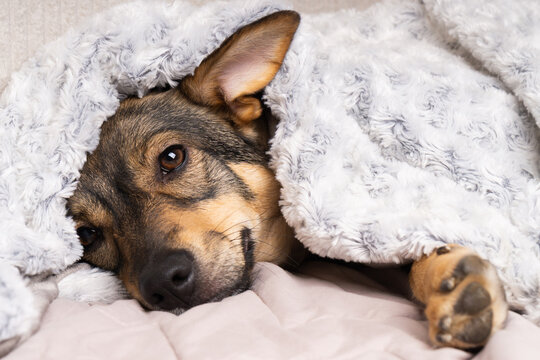 Cozy dog wrapped in a soft blanket enjoys warmth during winter indoors