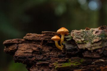 Mushrooms in the forest
