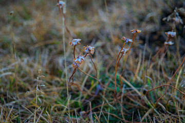 Frost-kissed wild plants in autumn field, Akranes, Iceland