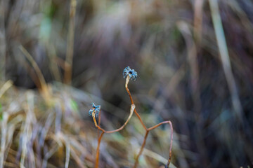 Dry wildflower stems in soft autumn light, Akranes, Iceland