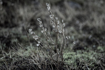 Frosted wild plant in winter field, Iceland Akrane