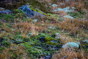 Moss and Grass on Rocky Ground in Autumn Season