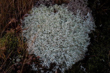 White reindeer lichen on forest ground, Akranes, Iceland