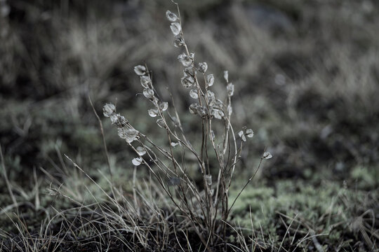 Frosted wild plant in winter field, Iceland Akrane - Powered by Adobe