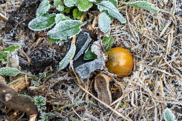High angle close up of a fallen yellow tomato resting on straw mulch and green leaves covered in white hoarfrost and ice crystals after a freeze