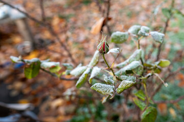 Close up of a single red rose bud covered in ice crystals. Frosted flower in a garden with blurred background. Nature detail.
