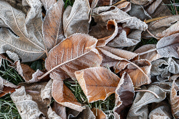 Detailed view of frozen leaves on the ground. Brown autumn foliage covered in rime on a cold morning. Winter mood