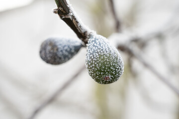 Close up overhead shot of green grass blades heavily coated in thick white hoarfrost and ice crystals on a freezing winter morning