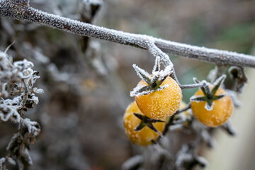 Macro close up of three yellow cherry tomatoes hanging on a frost covered vine with ice crystals visible on the fruit skin