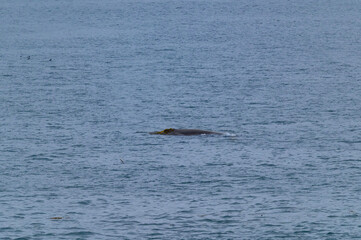 Obraz premium Humpback Whale Surfaces Near Ketchikan, Alaska.