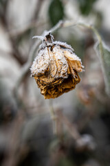 Close up vertical shot of a dead withered yellow rose flower head completely covered in thick white hoarfrost and ice crystals in a winter garden