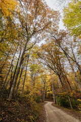 A vertical view of a gravel road curving through a dense forest of tall trees displaying yellow and orange autumn foliage in the Great Smoky Mountains National Park.