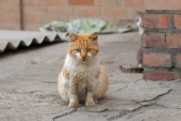 Ginger pregnant cat outdoors.Cute pregnant cat walking in the yard near the house.