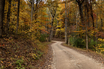 A horizontal view of an empty gravel road winding through a dense forest filled with colorful yellow and orange autumn foliage in Great Smoky Mountains National Park, Tennessee.