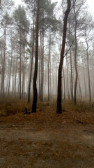 Obraz premium Fog in an autumn pine forest. Panorama. Walking, traveling through the wilderness.
