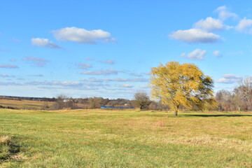 Blue Sky and Clouds Over a Weeping Willow Tree and Grass in a Field