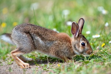 Fototapeta premium Cute Rabbit Wildlife Portrait in Vibrant Green Meadow - Detailed Close-Up of a Playful Bunny foraging Outdoors