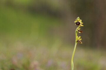 orchidea selvatica in primavera