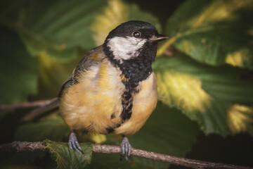 Kohlmeise im Baum © Micha Trillhaase