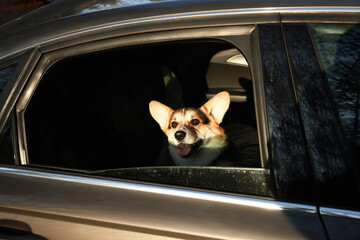 Cute dog peeking out car window, view from outside. Adorable pet