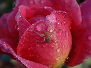 Buzzing spider (Anyphaena numida), female on a pink rose covered with raindrops