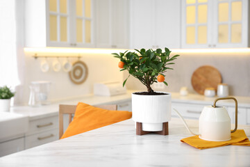Potted tangerine tree and watering can on white marble table in kitchen, space for text