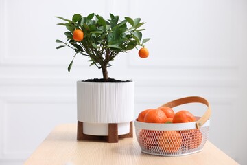 Potted tangerine tree and fresh fruits on wooden table indoors