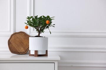 Potted tangerine tree and wooden board on cabinet near white wall indoors, space for text