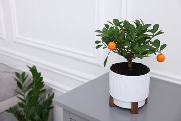 Potted tangerine tree on grey cabinet near white wall indoors, space for text