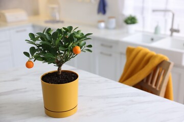 Potted tangerine tree on white marble table in kitchen, space for text