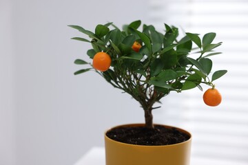 Potted tangerine tree with ripe fruits indoors, closeup. Space for text