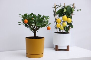 Potted citrus trees on table near white wall indoors, closeup