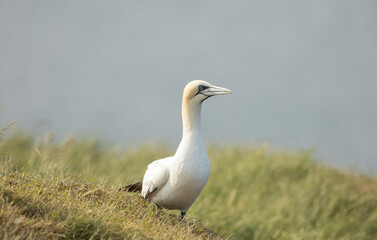  Norhern gannet Morus bassanus stands on grassy dunes beside a tranquil shoreline, its long beak and pale plumage contrasting with the blue water